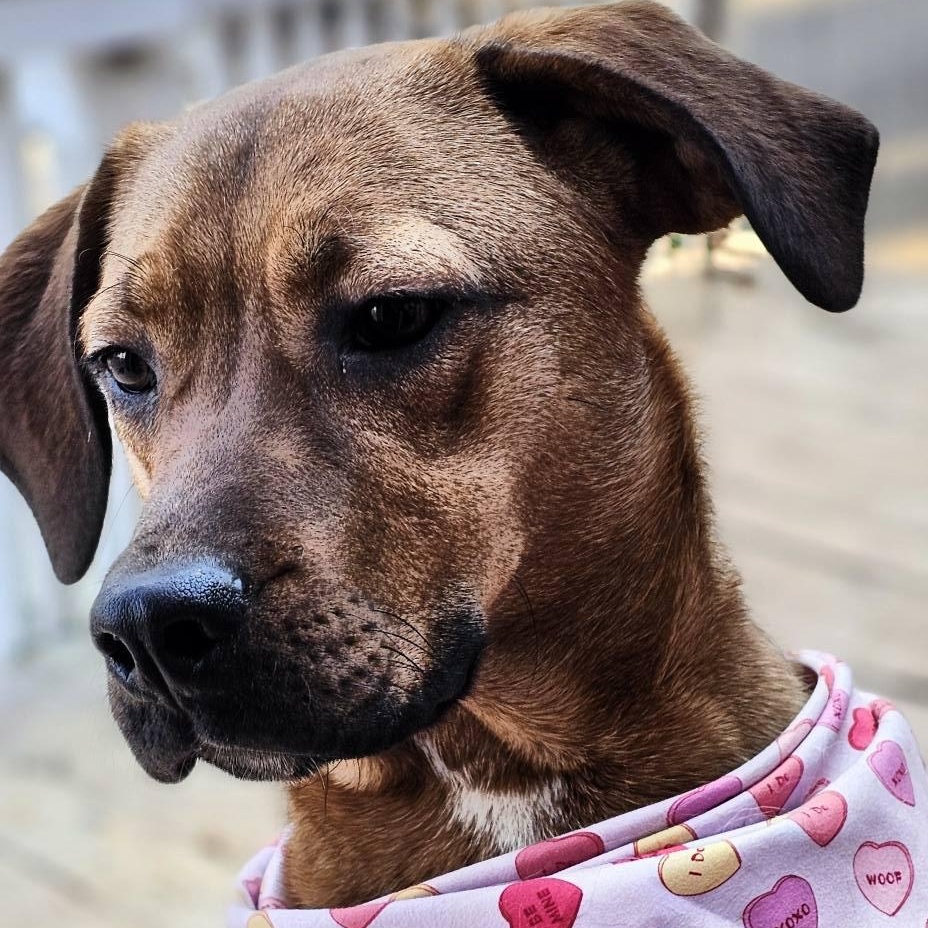 Enlarge Java $195, a Adoptable mixed breed in Seneca, SC image 2/5