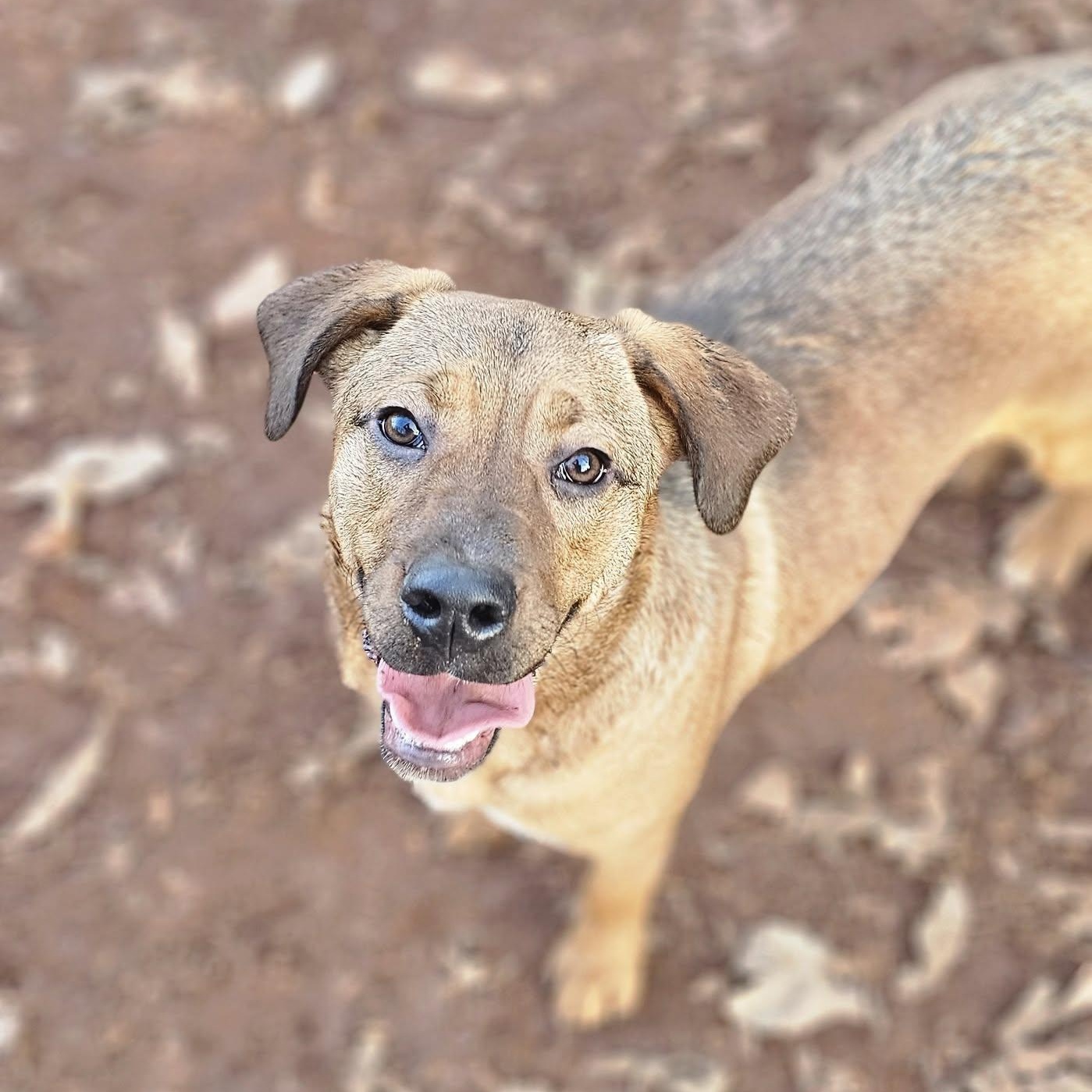 Enlarge Java $195, a Adoptable mixed breed in Seneca, SC image 1/5