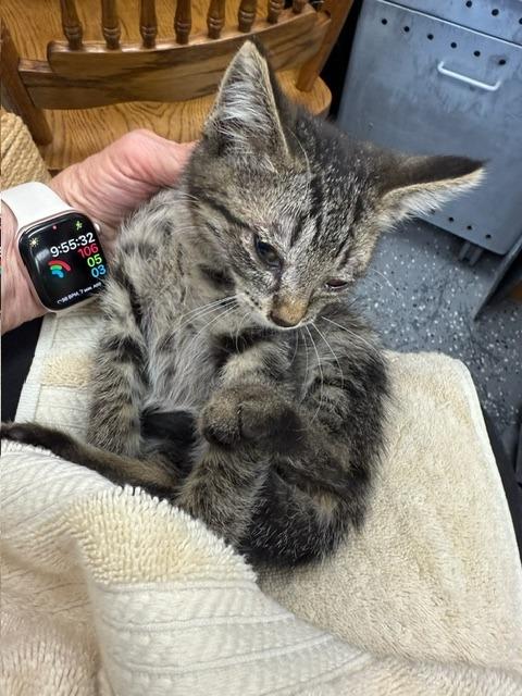 Enlarge Jazz (NEED PHOTO-INFO), a Adopted Tabby in Grand Junction, CO image 1/1