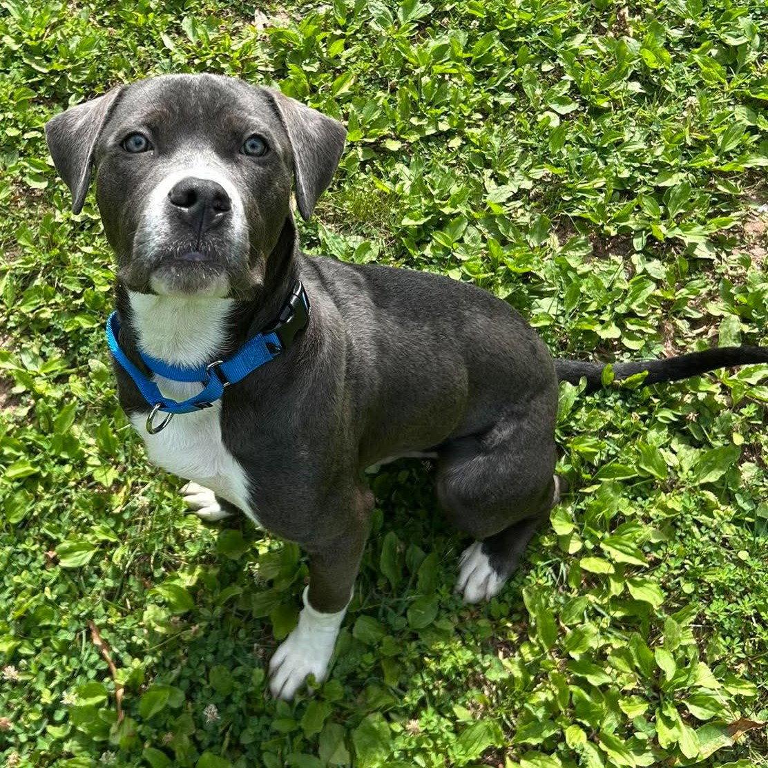 Phineas, Adoptable, Adult Male Pit Bull Terrier.