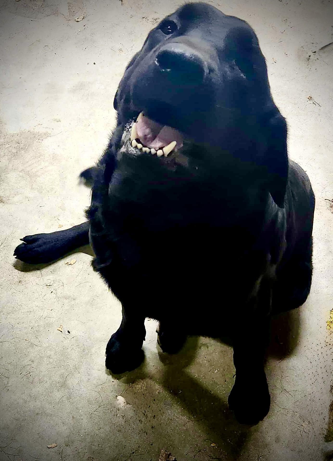 Diesel, Adoptable, Young Male Black Labrador Retriever.