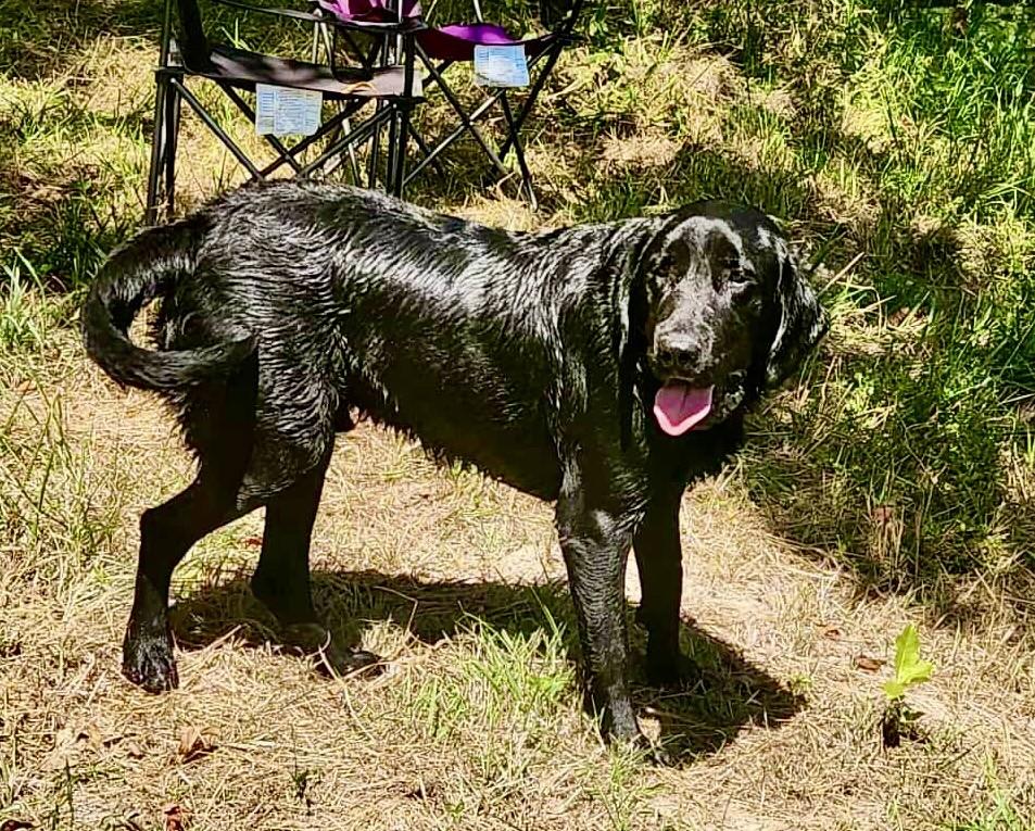 Enlarge Diesel, a Adoptable Black Labrador Retriever in Effingham, IL image 3/4