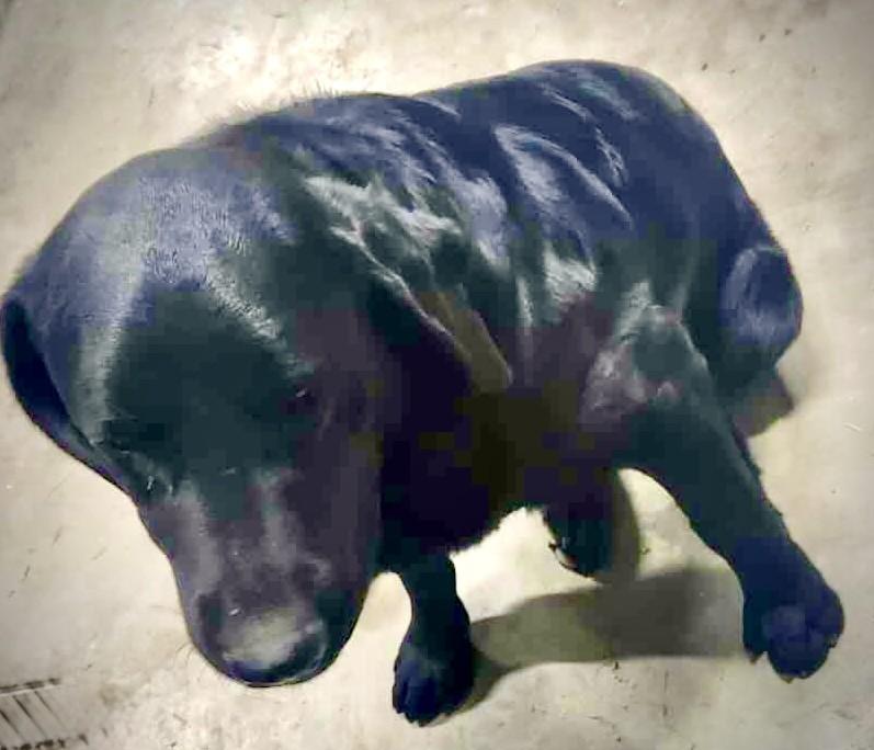 Enlarge Diesel, a Adoptable Black Labrador Retriever in Effingham, IL image 4/4