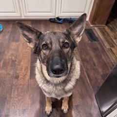 Ella, ADOPTABLE, Adult Female German Shepherd Dog.