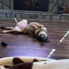 Ella, a ADOPTABLE German Shepherd Dog in Roswell, GA image 3/3