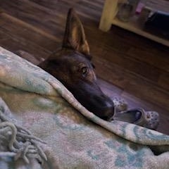 Ella, a ADOPTABLE German Shepherd Dog in Roswell, GA image 2/3