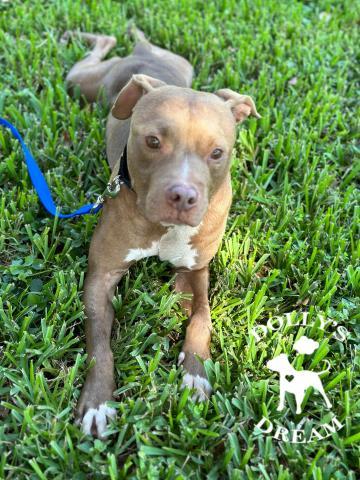 Enlarge DRAKE, a Adoptable Pit Bull Terrier in Vero Beach, FL image 1/1