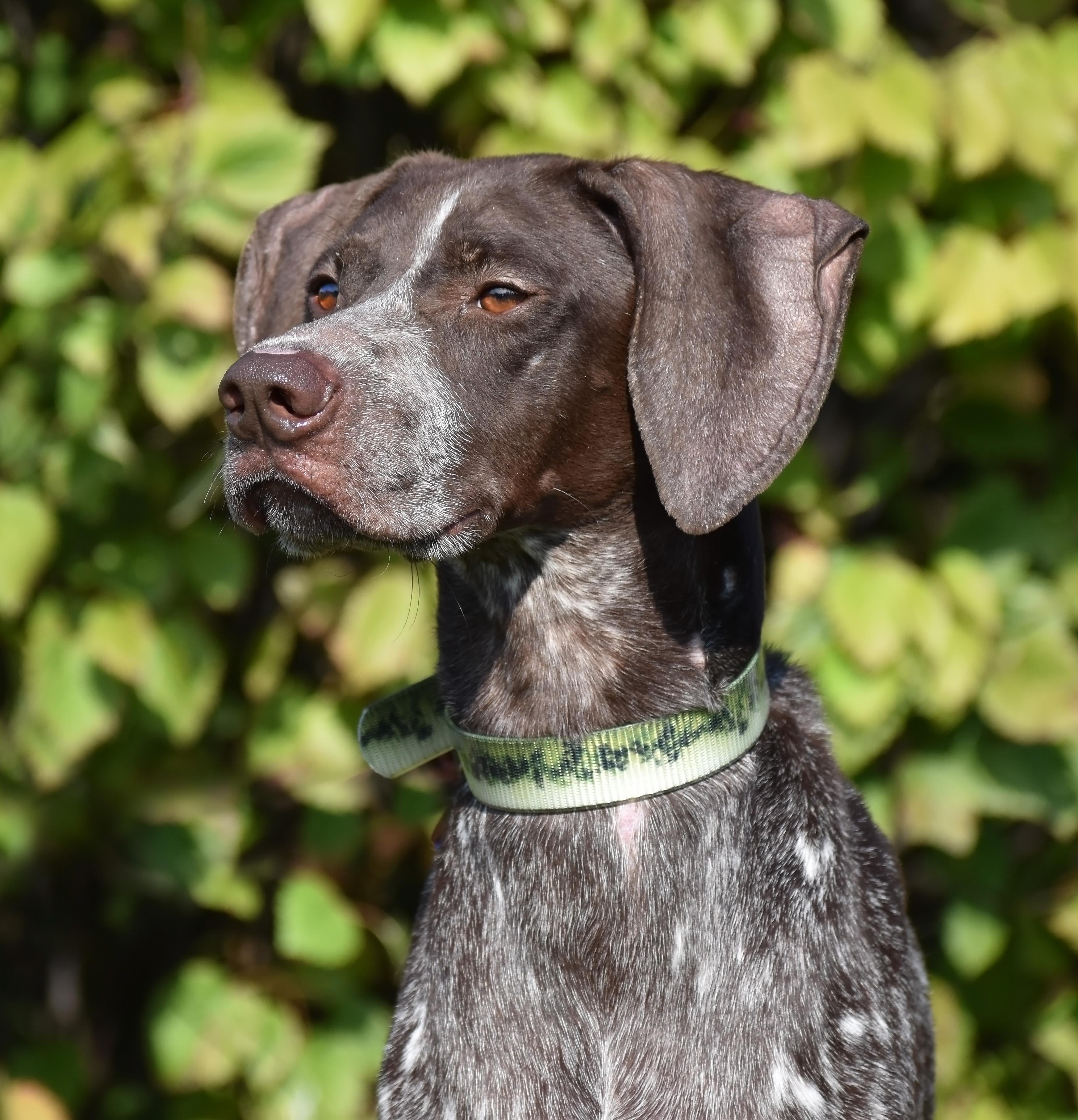 Rosie- Foster to Adopt