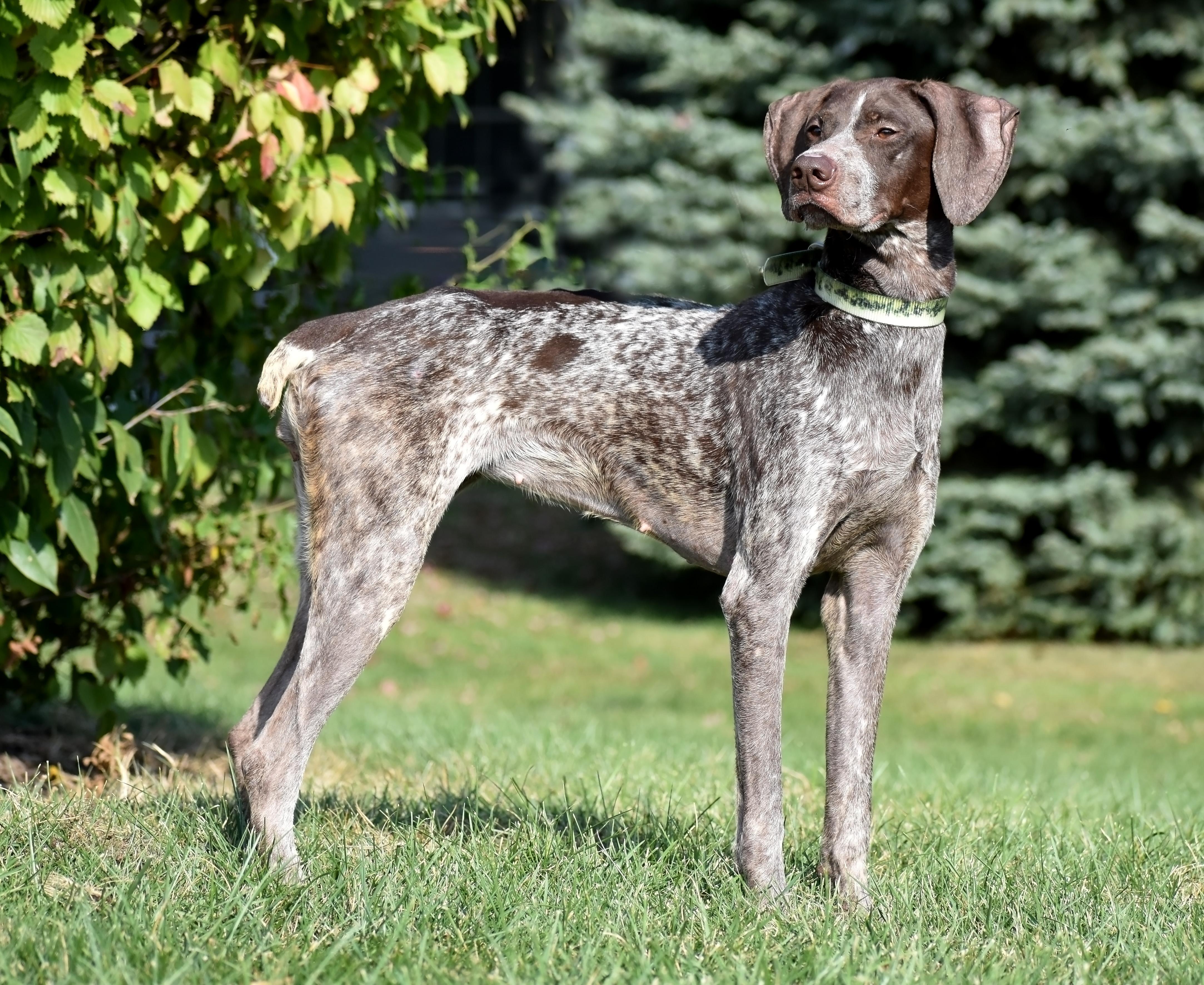 Rosie- Foster to Adopt, a Adoptable German Shorthaired Pointer in Wood Dale, IL image 2/6
