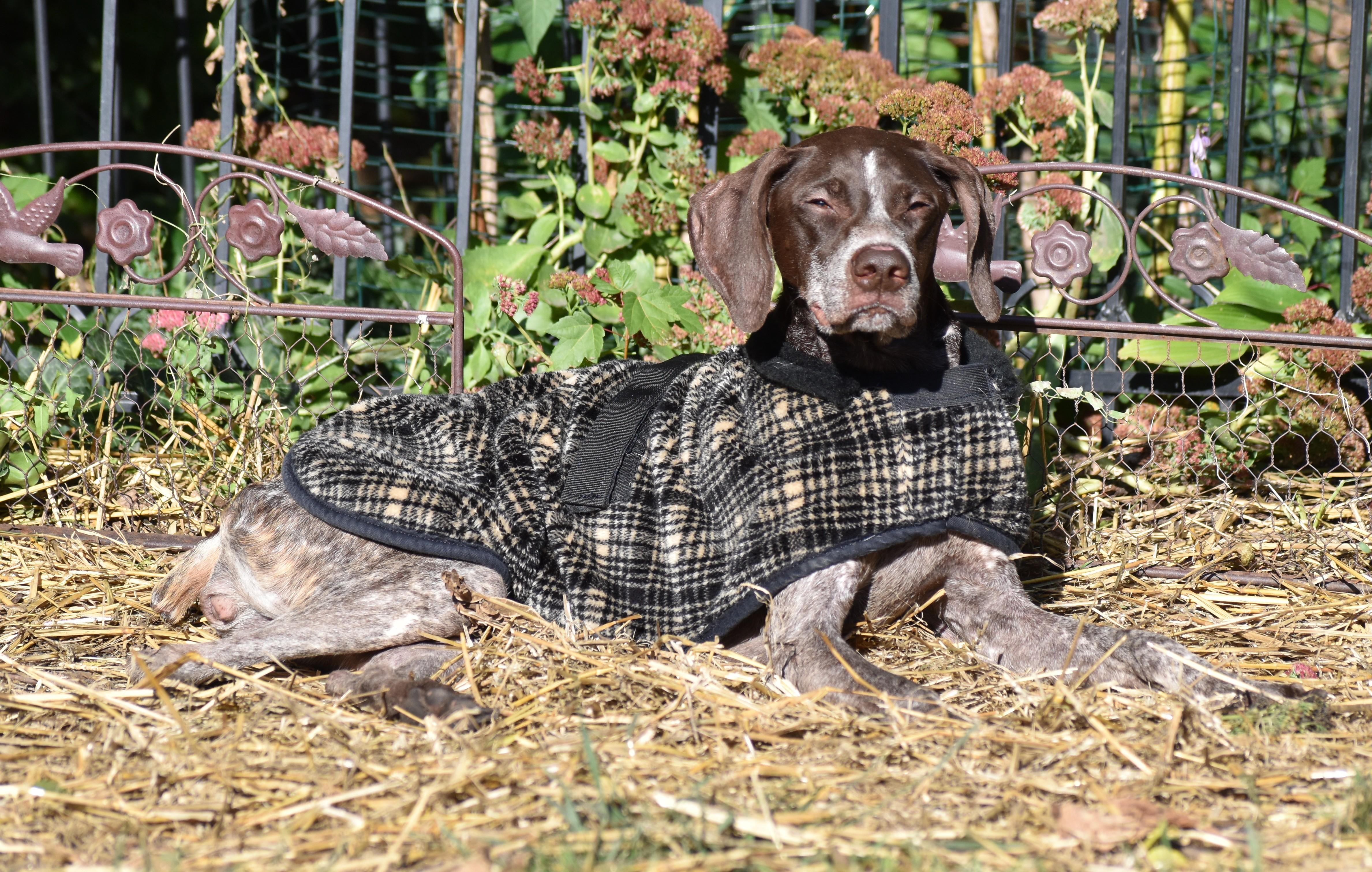 Rosie- Foster to Adopt, a Adoptable German Shorthaired Pointer in Wood Dale, IL image 3/6