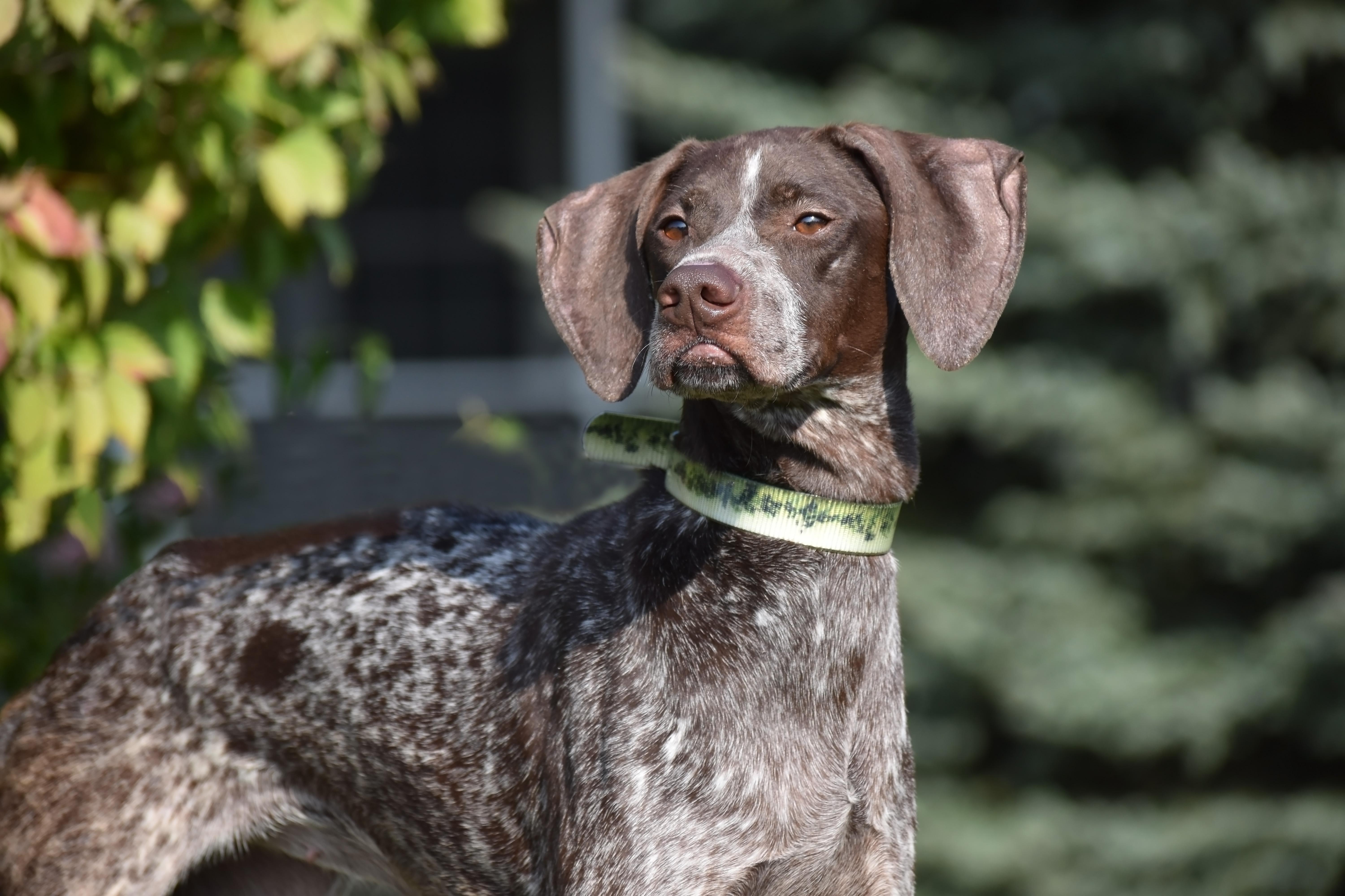 Rosie- Foster to Adopt, a Adoptable German Shorthaired Pointer in Wood Dale, IL image 4/6