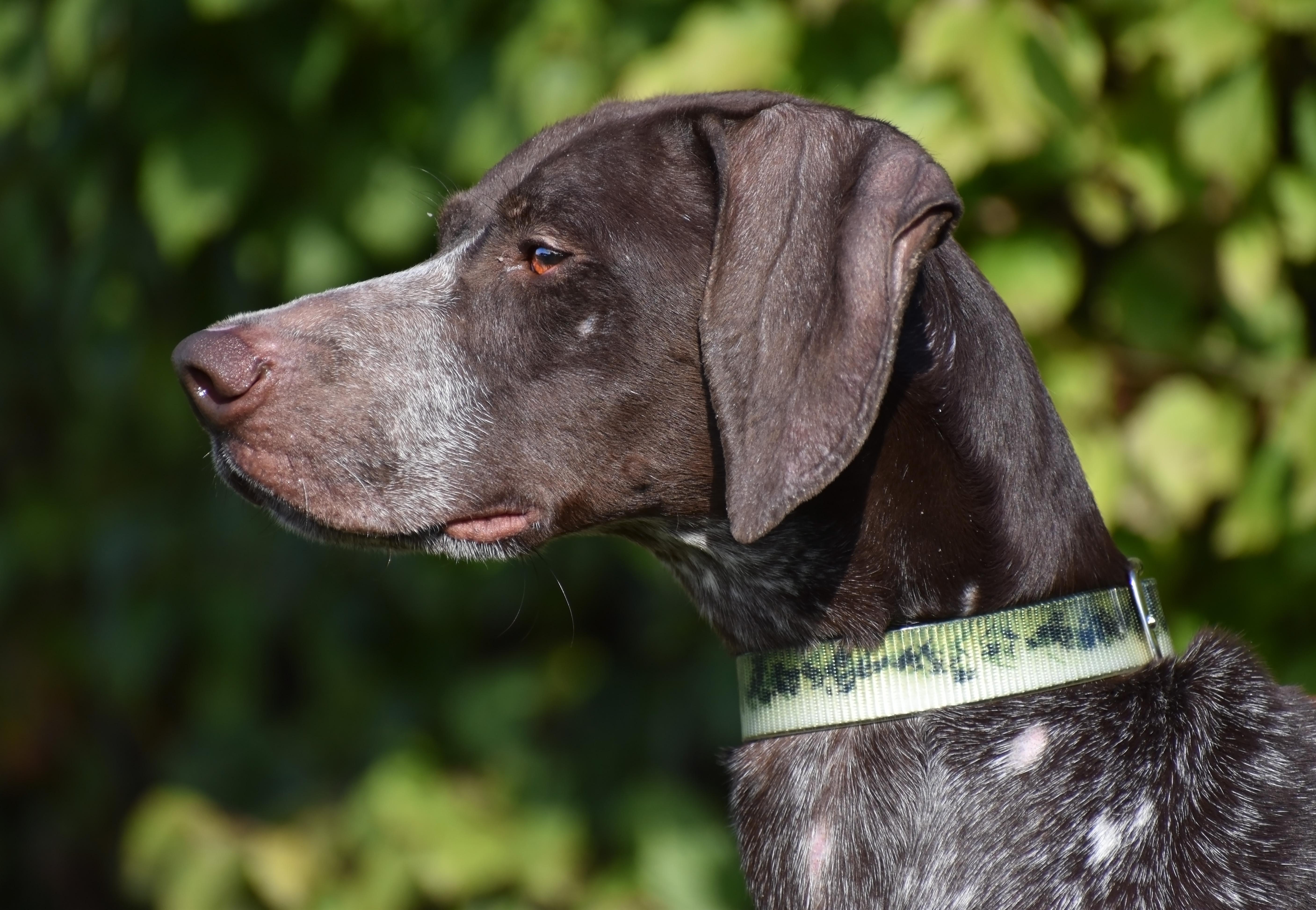 Rosie- Foster to Adopt