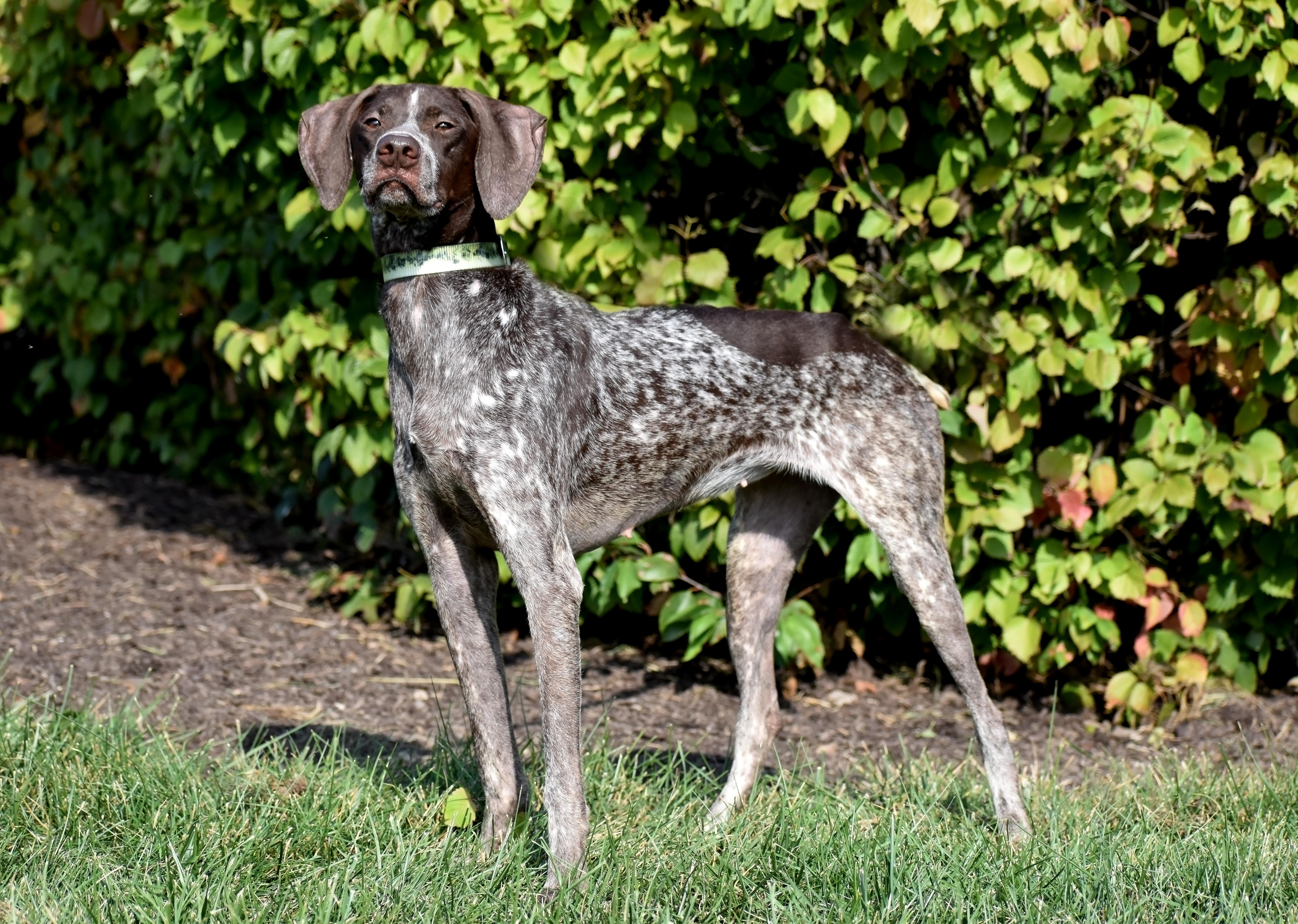 Rosie- Foster to Adopt, a Adoptable German Shorthaired Pointer in Wood Dale, IL image 6/6
