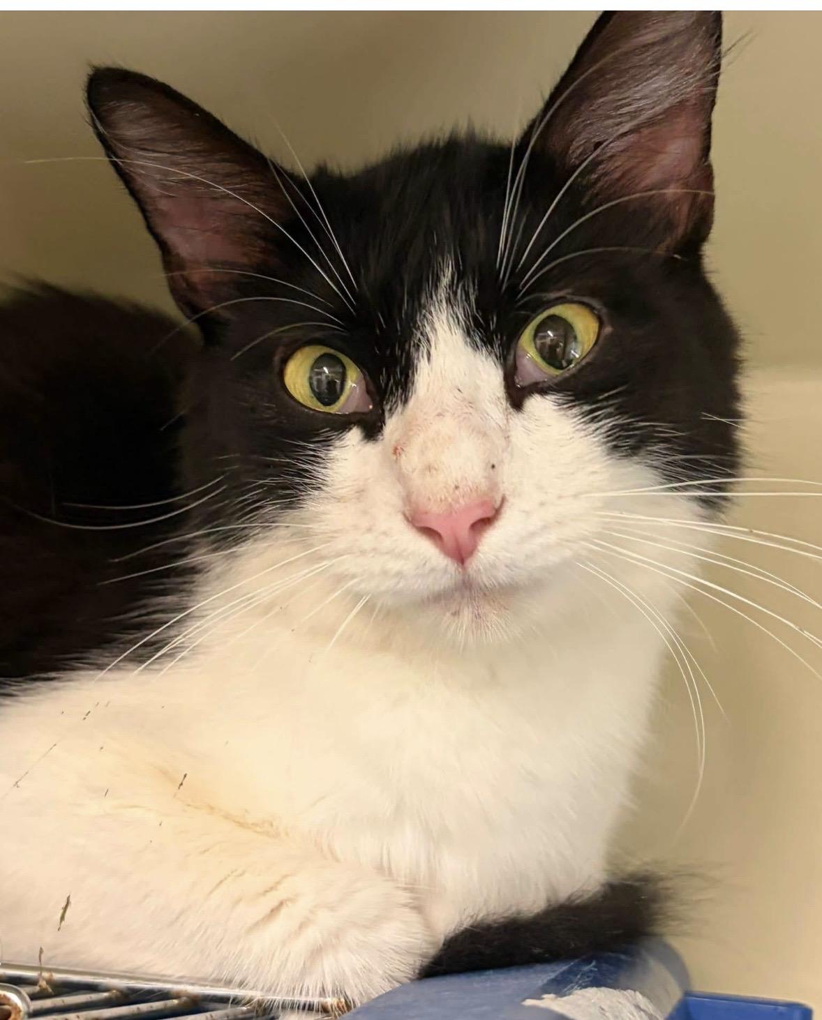 Enlarge FOUND C10, a ADOPTABLE Domestic Medium Hair in Mansfield, CT image 1/1