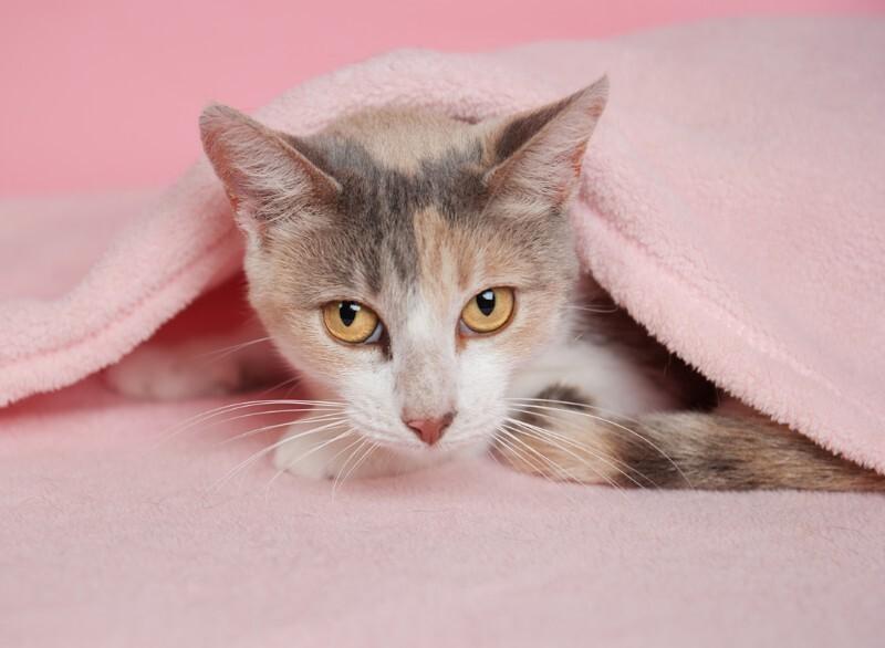 Holly Hobby — thumbnail 5