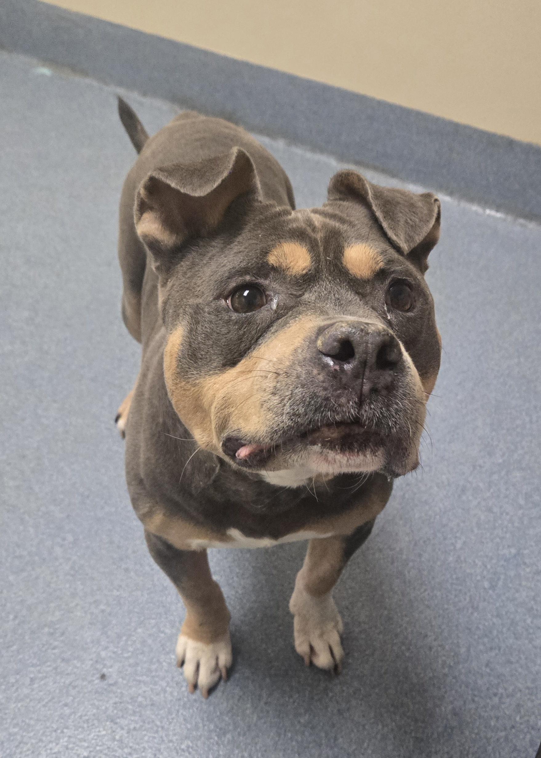 Buck, ADOPTABLE, Adult Male Pit Bull Terrier.