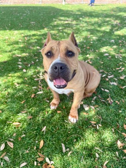 Princess - 3, Adoptable, Adult Female Pit Bull Terrier & Mixed Breed.