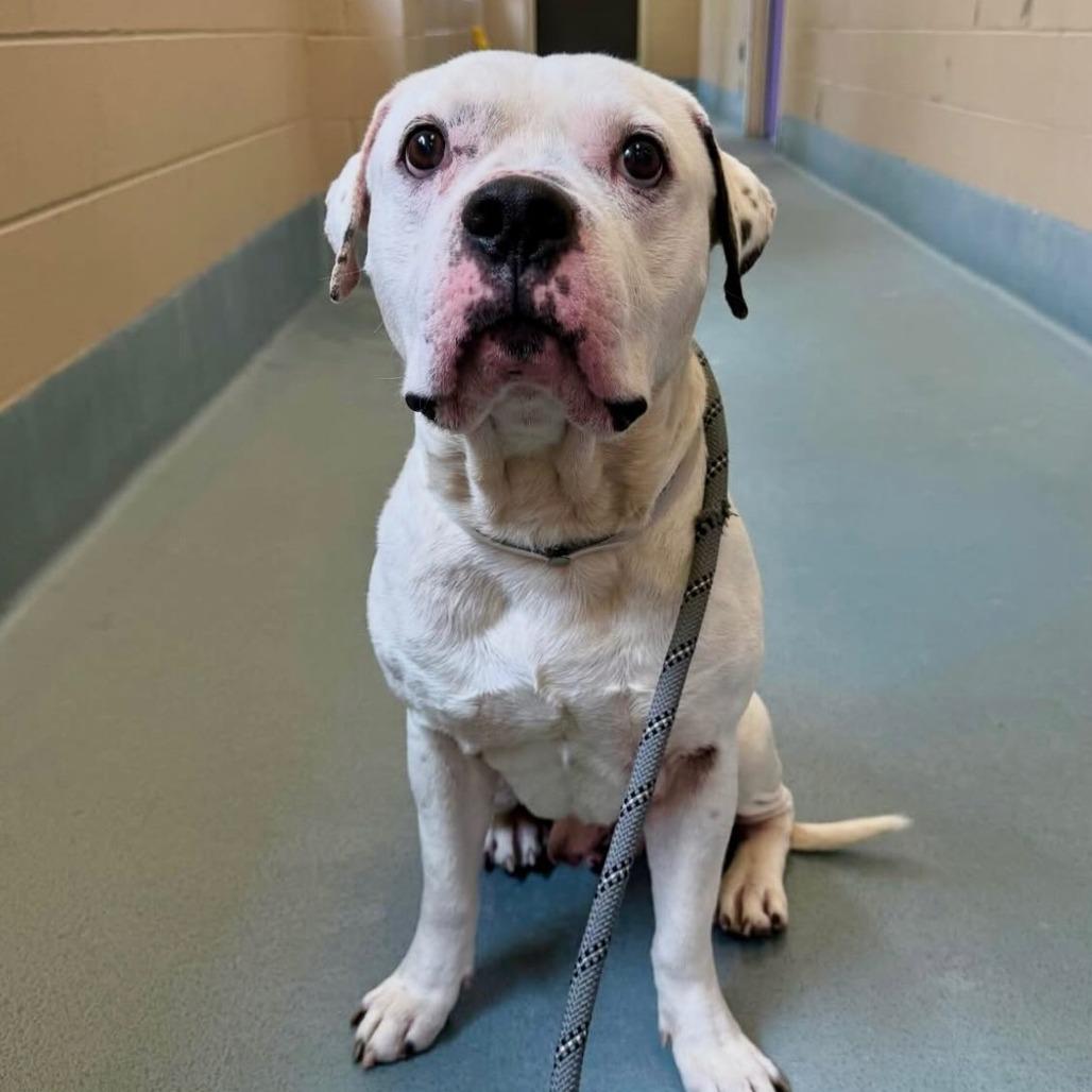 James, Adoptable, Adult Male American Staffordshire Terrier.