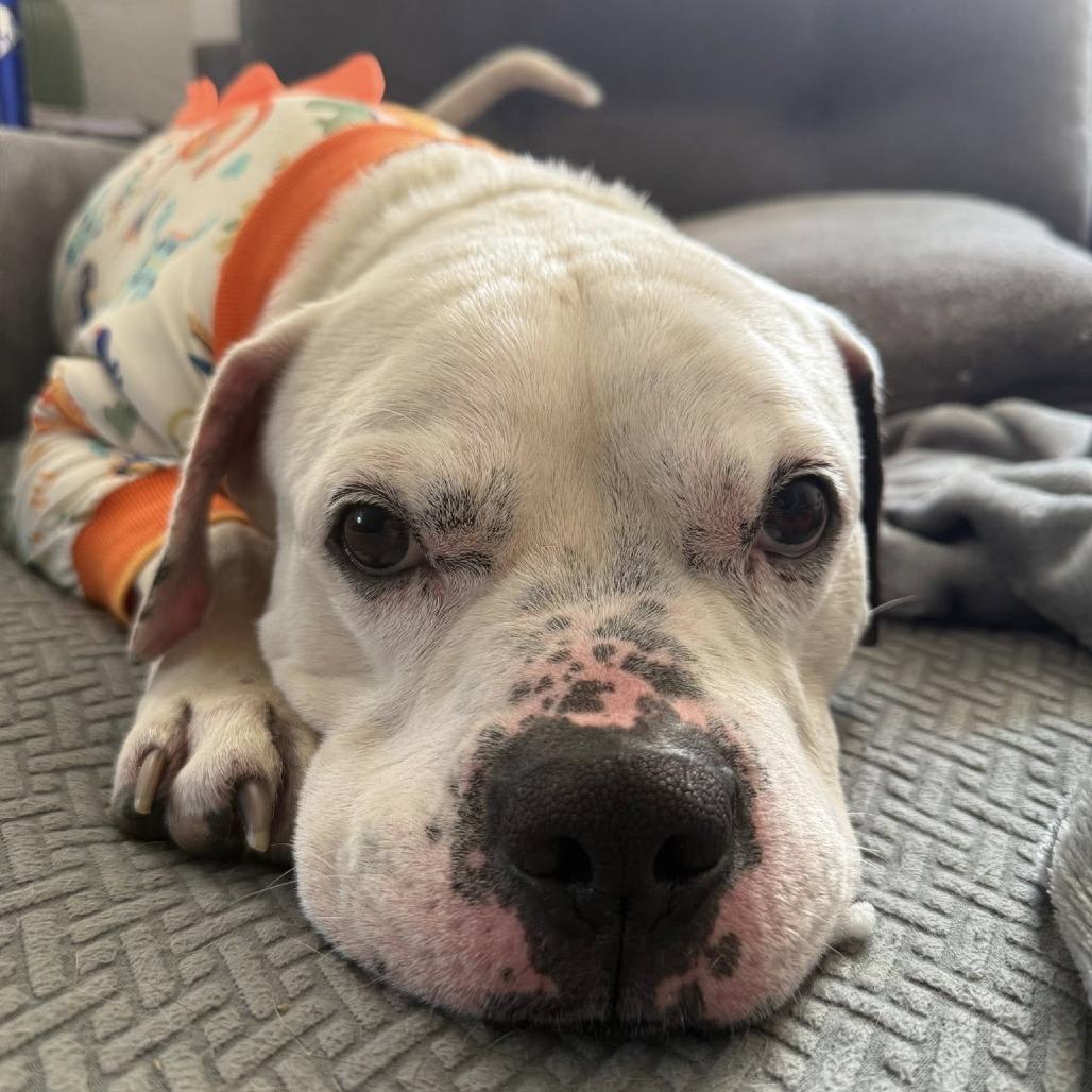 Enlarge James, a Adoptable American Staffordshire Terrier in Pittsburgh, PA image 3/6