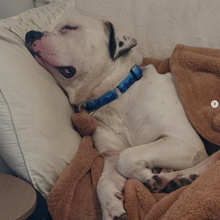 Enlarge James, a Adoptable American Staffordshire Terrier in Pittsburgh, PA image 4/6