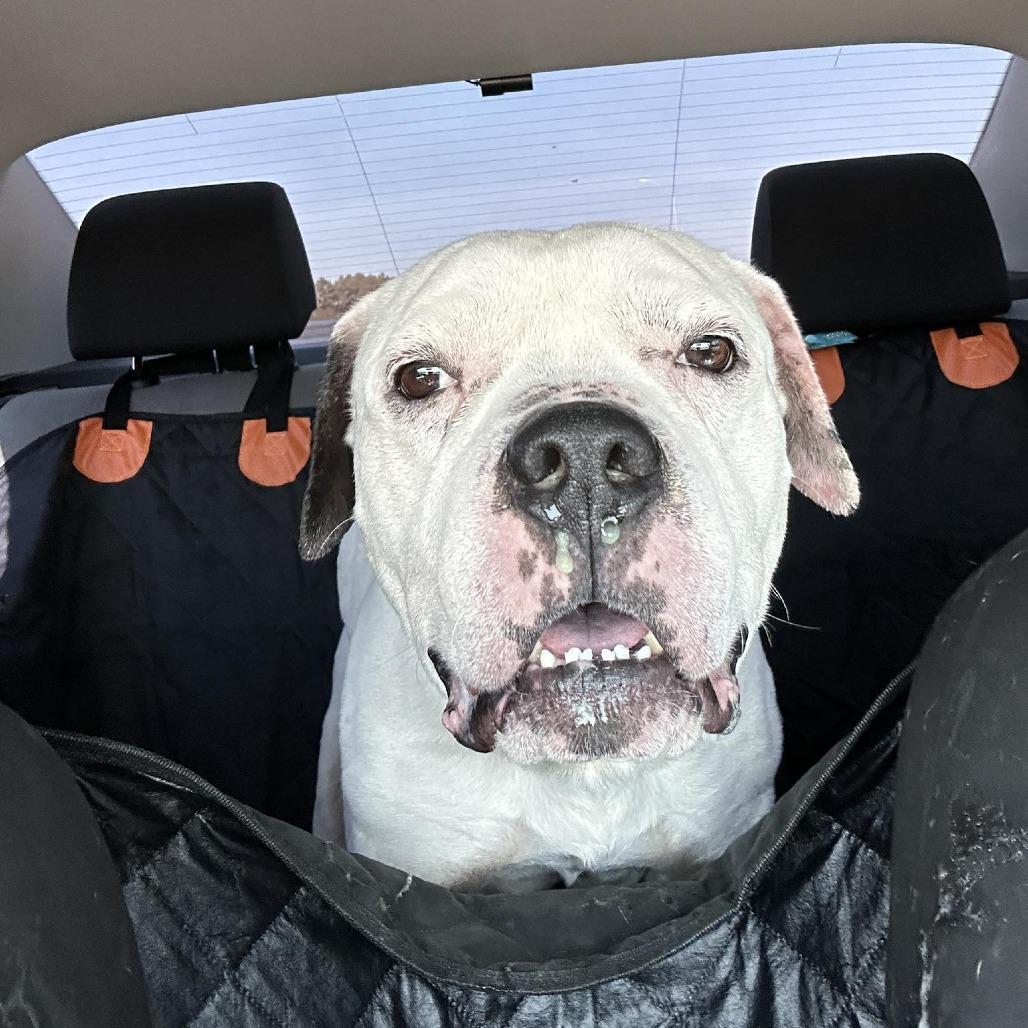 James, Adoptable, Adult Male American Staffordshire Terrier.