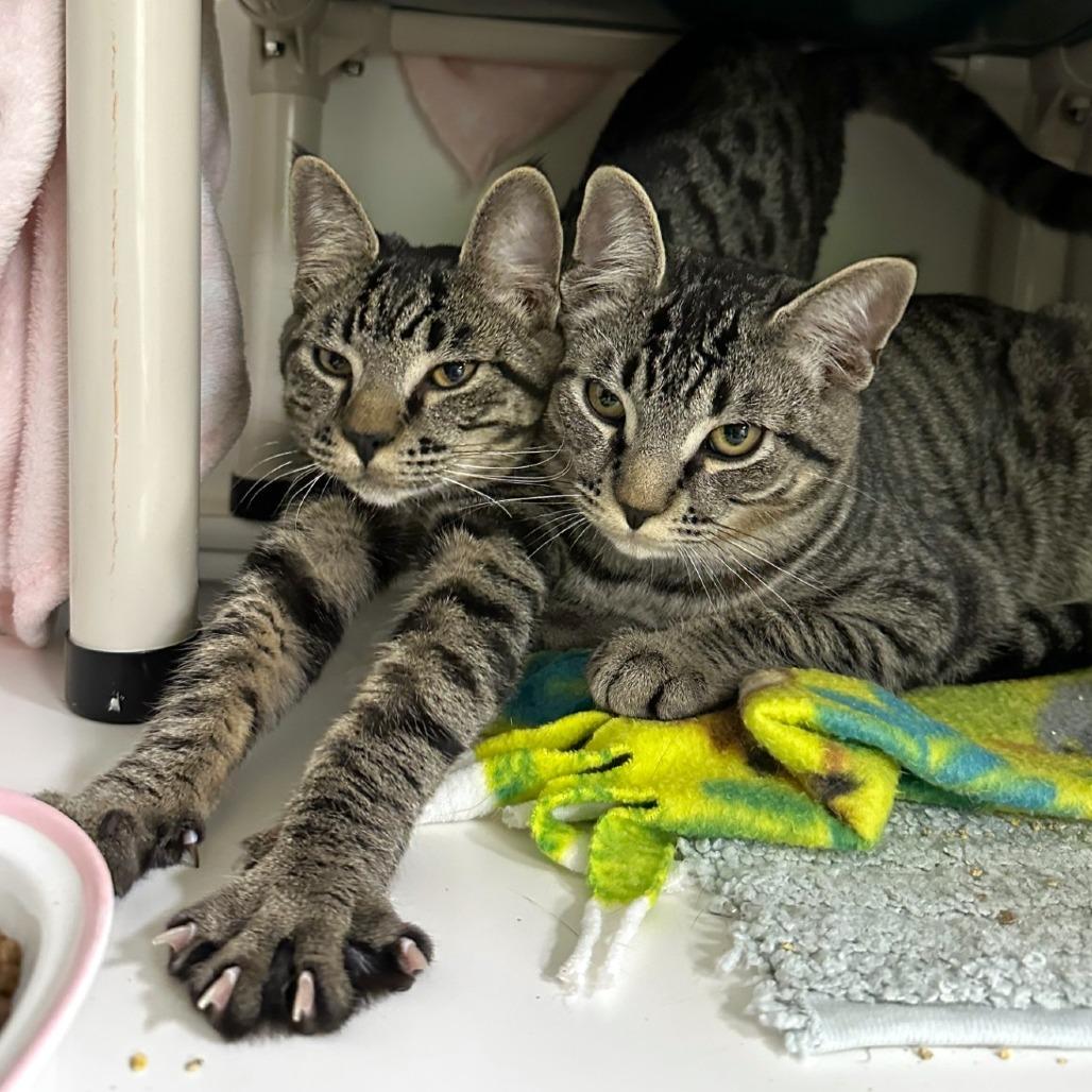 Alton Brown, Adoptable, Young Male Domestic Short Hair.