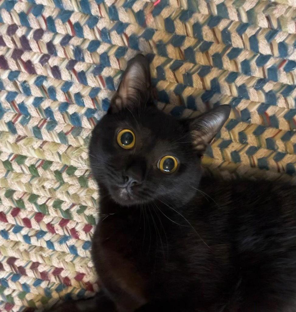Enlarge Ren, a Adoptable Domestic Short Hair in King George, VA image 1/1