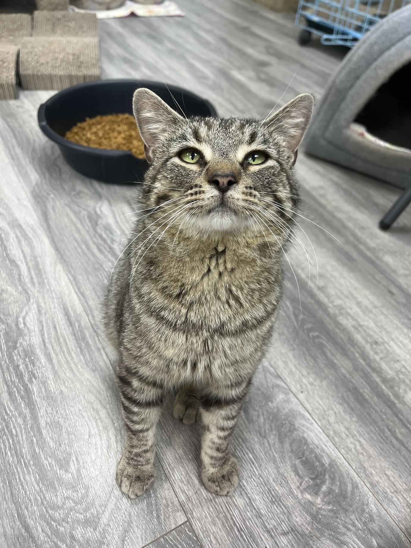 Tom , ADOPTABLE, Adult Male Domestic Short Hair.