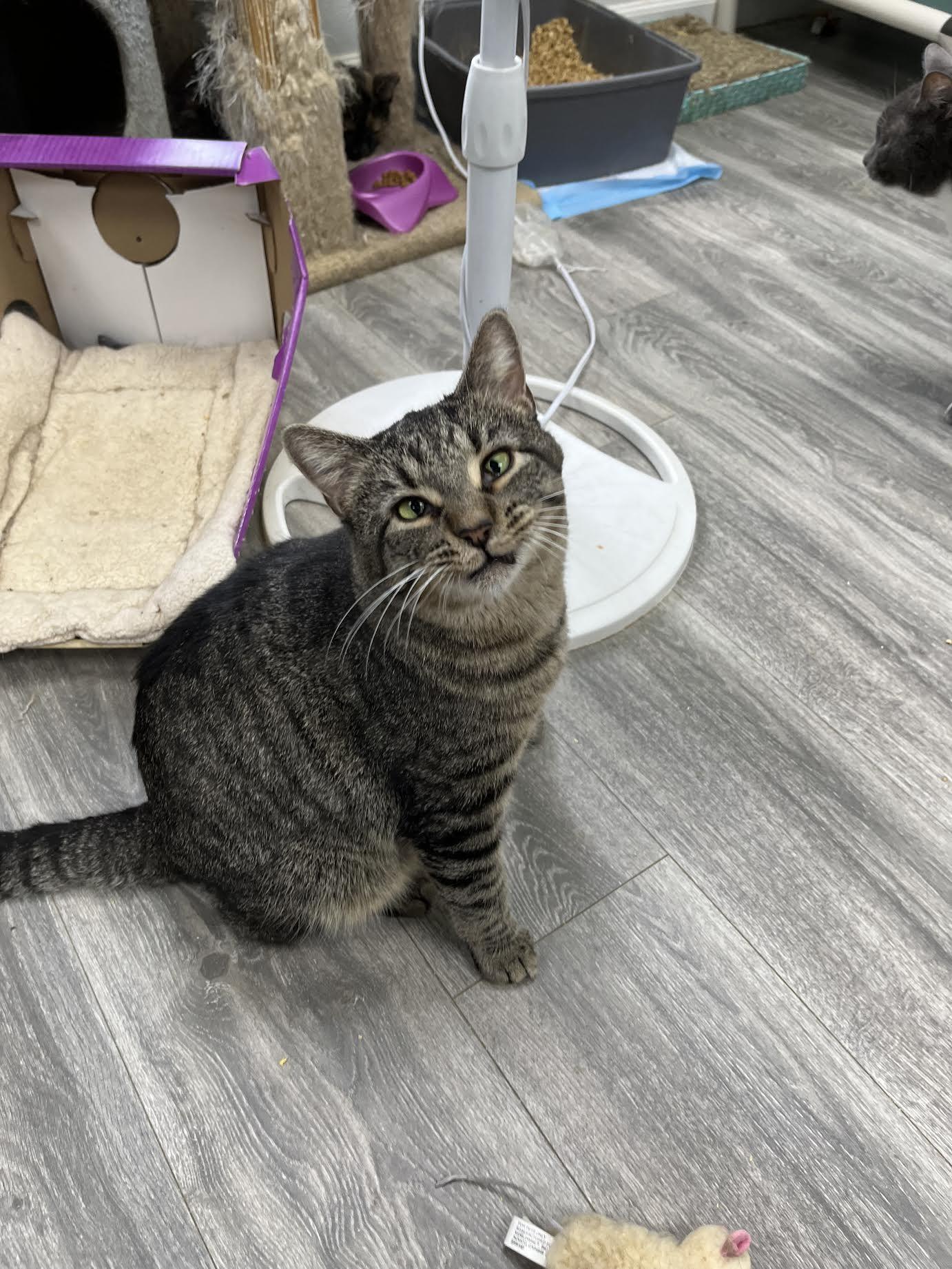 Tom , a ADOPTABLE Domestic Short Hair in Maryville, TN image 2/4