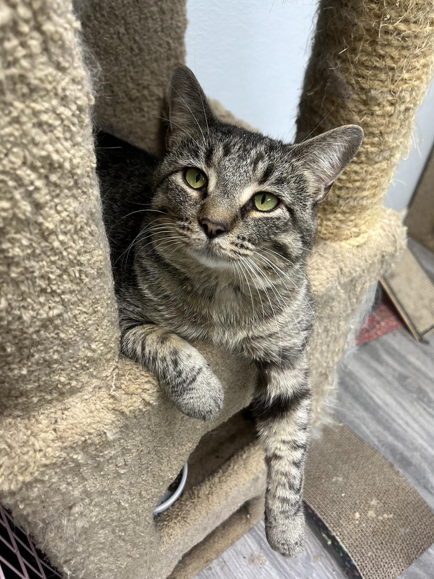 Tom , a ADOPTABLE Domestic Short Hair in Maryville, TN image 3/4