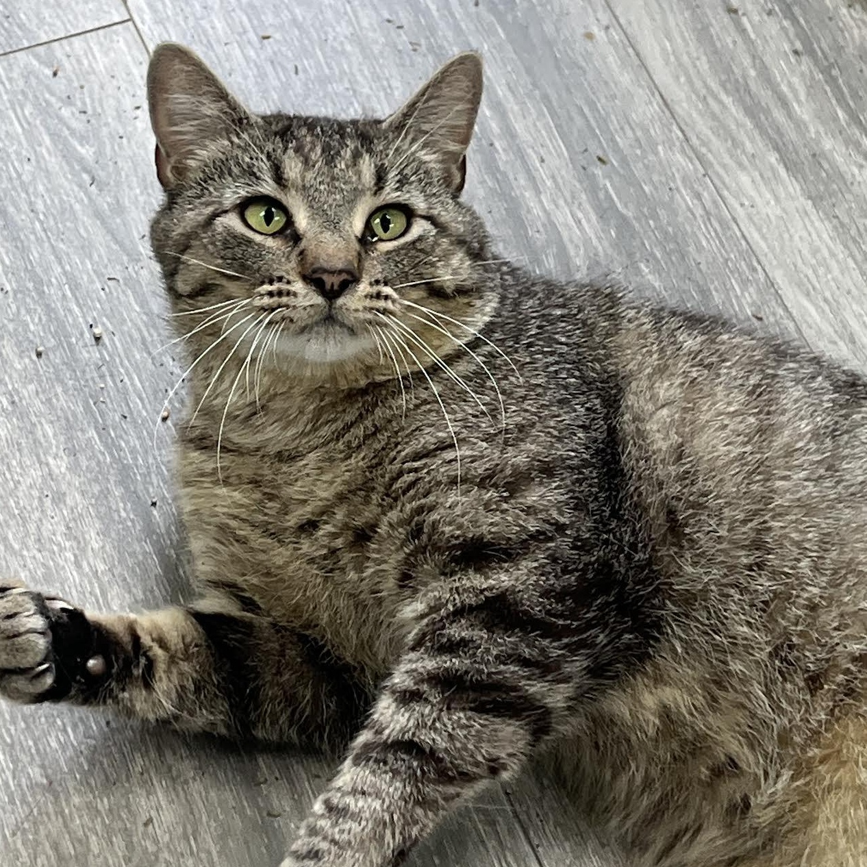 Tom , a ADOPTABLE Domestic Short Hair in Maryville, TN image 4/4