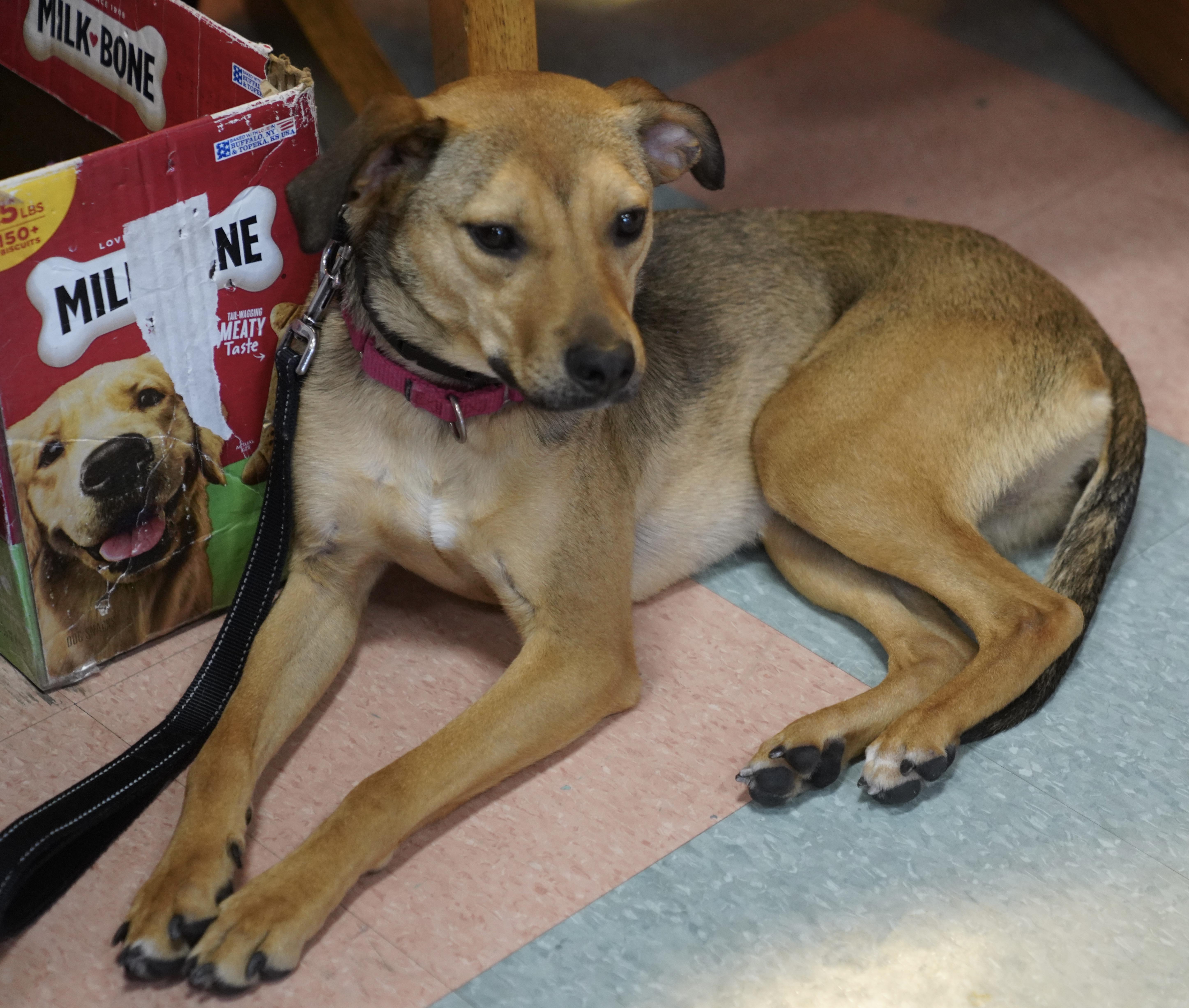 Enlarge Molly , a ADOPTABLE mixed breed in Pottsville, PA image 4/5