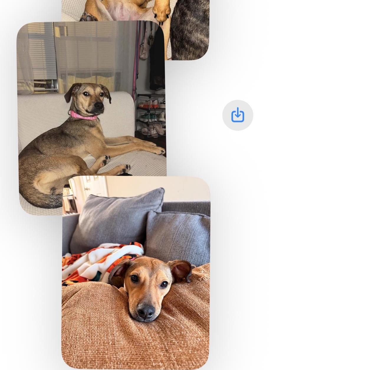 Enlarge Molly , a ADOPTABLE mixed breed in Pottsville, PA image 1/5