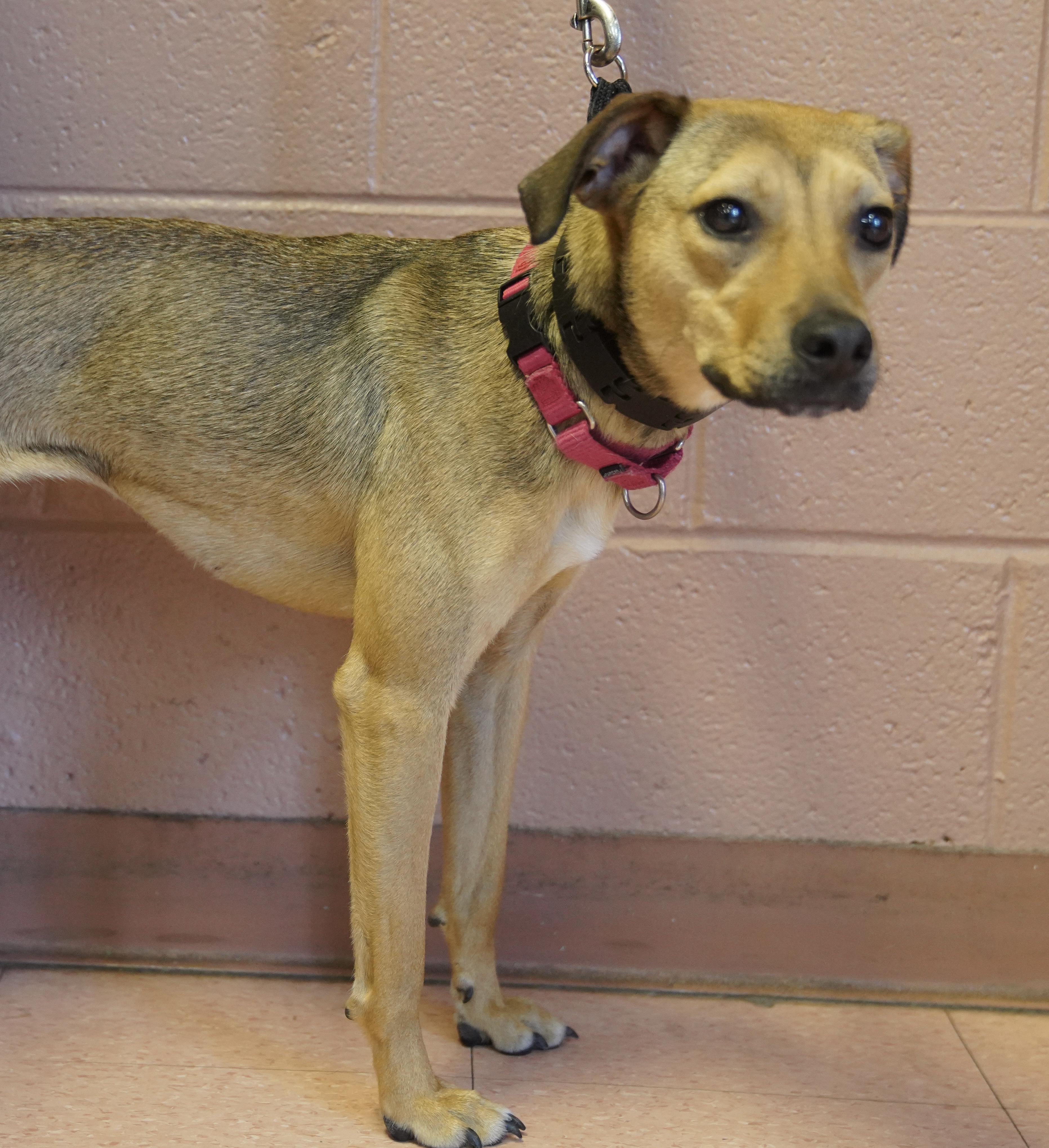 Enlarge Molly , a ADOPTABLE mixed breed in Pottsville, PA image 3/5