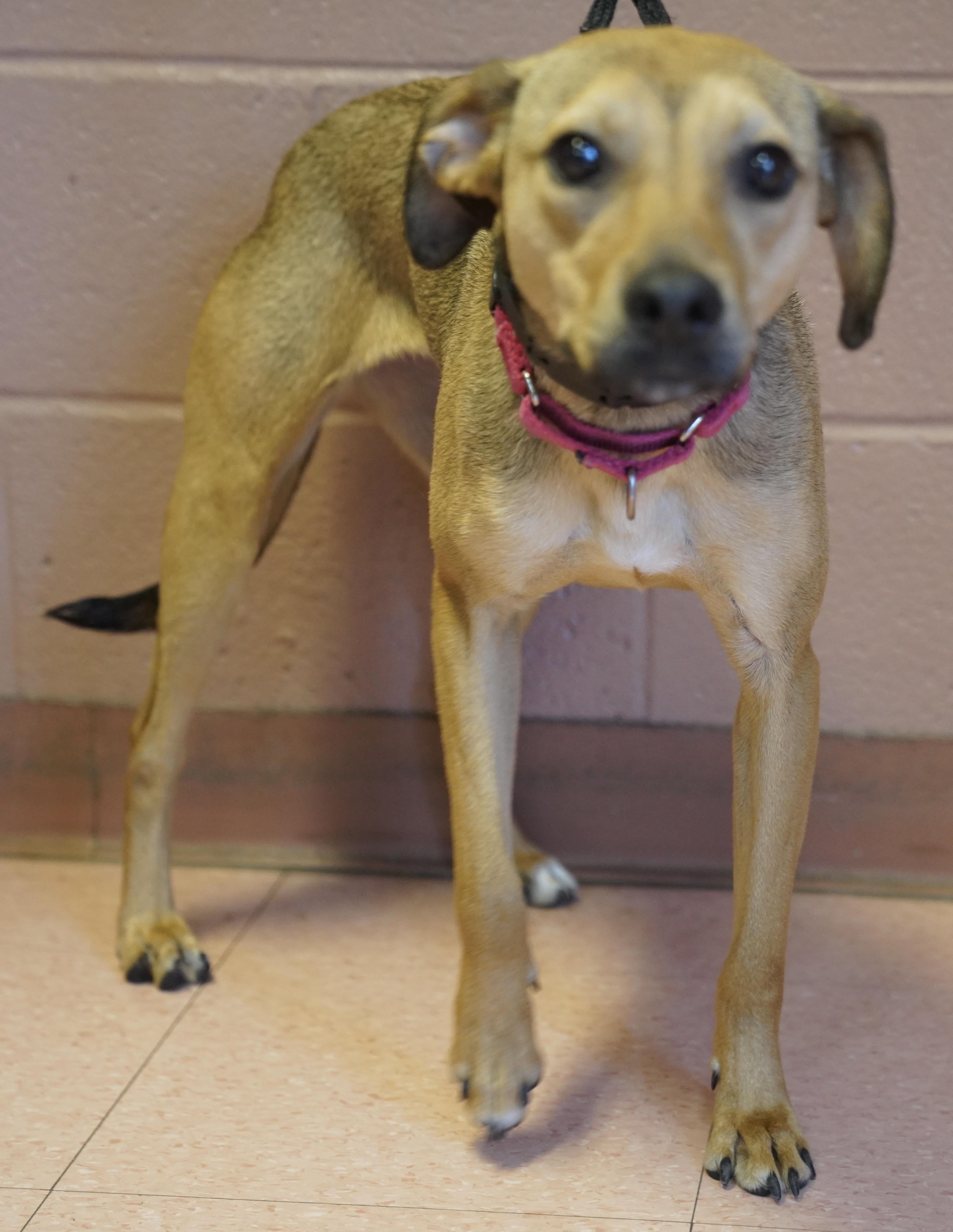 Enlarge Molly , a ADOPTABLE mixed breed in Pottsville, PA image 5/5