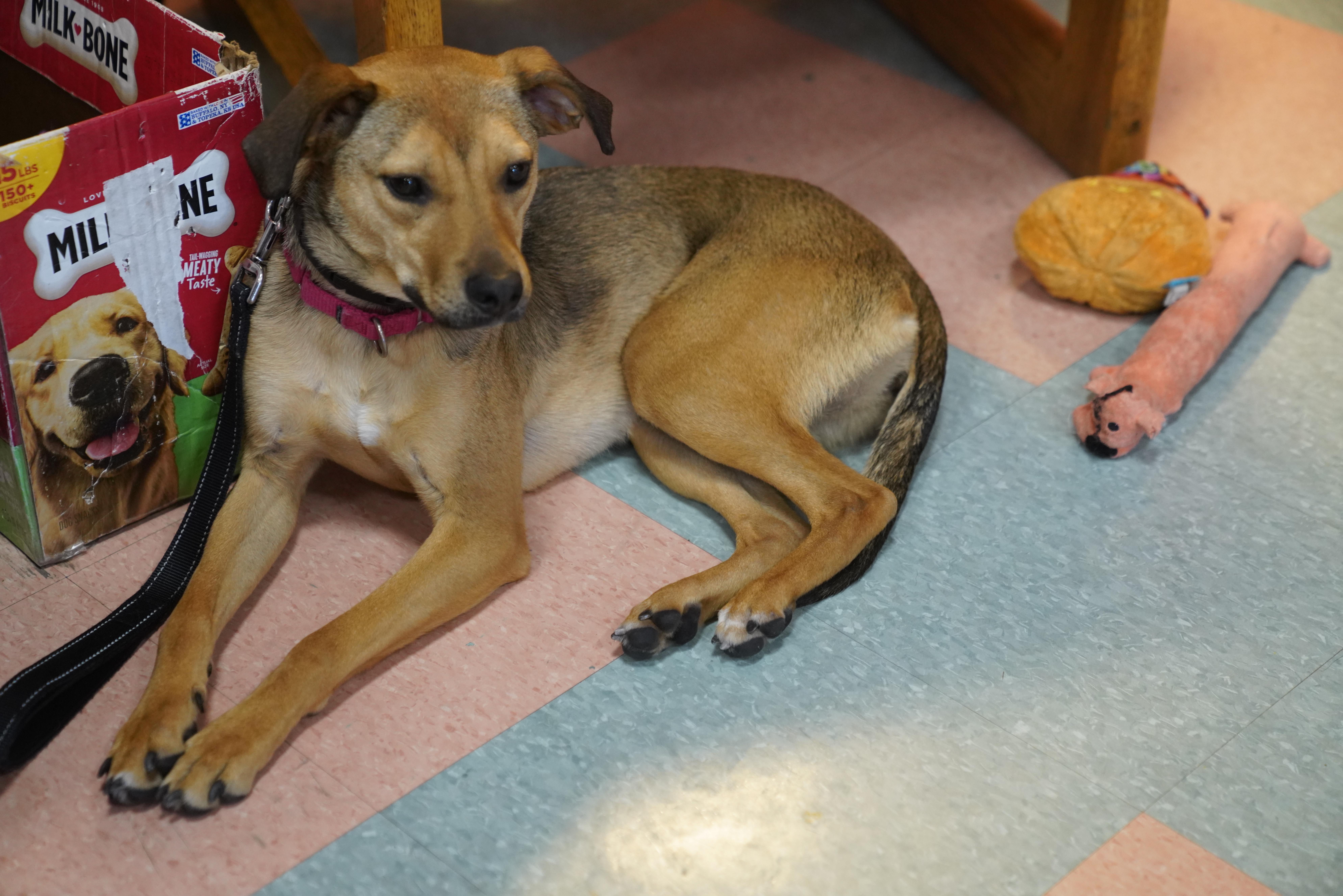 Enlarge Molly , a ADOPTABLE mixed breed in Pottsville, PA image 2/5