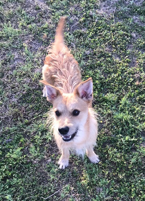 Enlarge Benny, a Adoptable mixed breed in Kyle, TX image 1/4