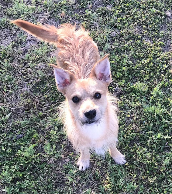 Enlarge Benny, a Adoptable mixed breed in Kyle, TX image 3/4
