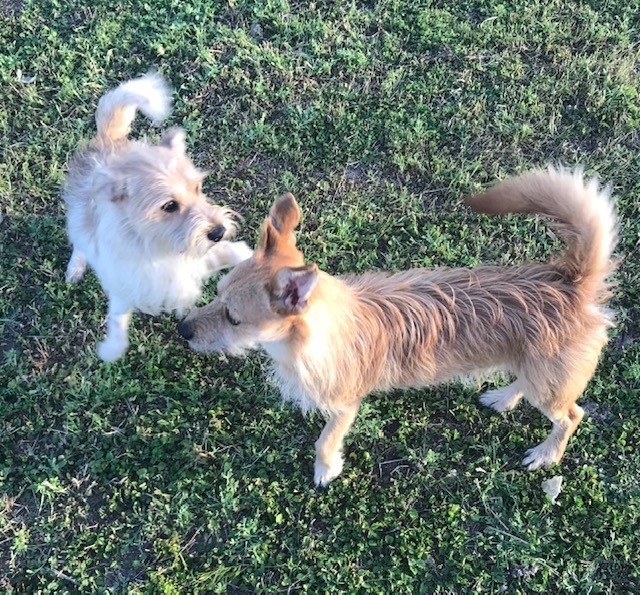Enlarge Benny, a Adoptable mixed breed in Kyle, TX image 4/4