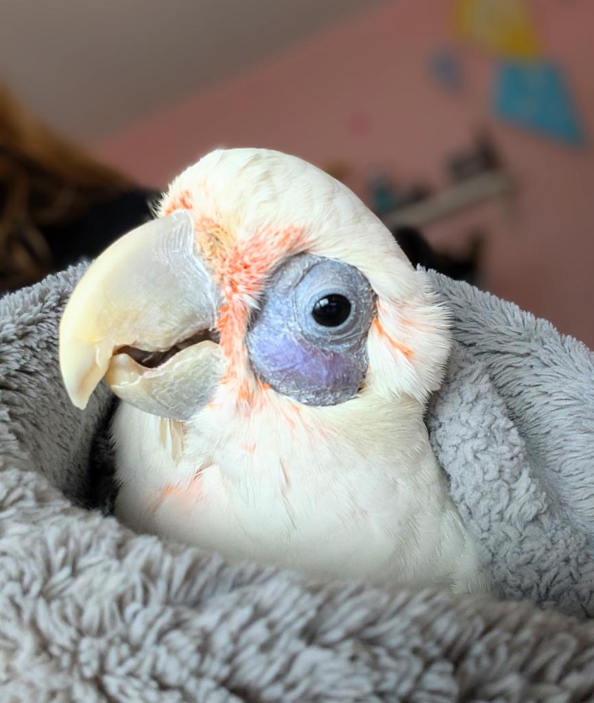 Skye, Adoptable, Senior Male Cockatoo.