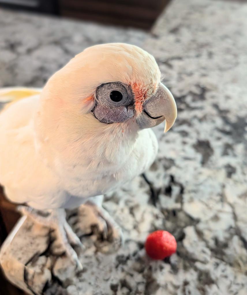 Enlarge Skye, a Adoptable Cockatoo in Ballwin, MO image 1/6