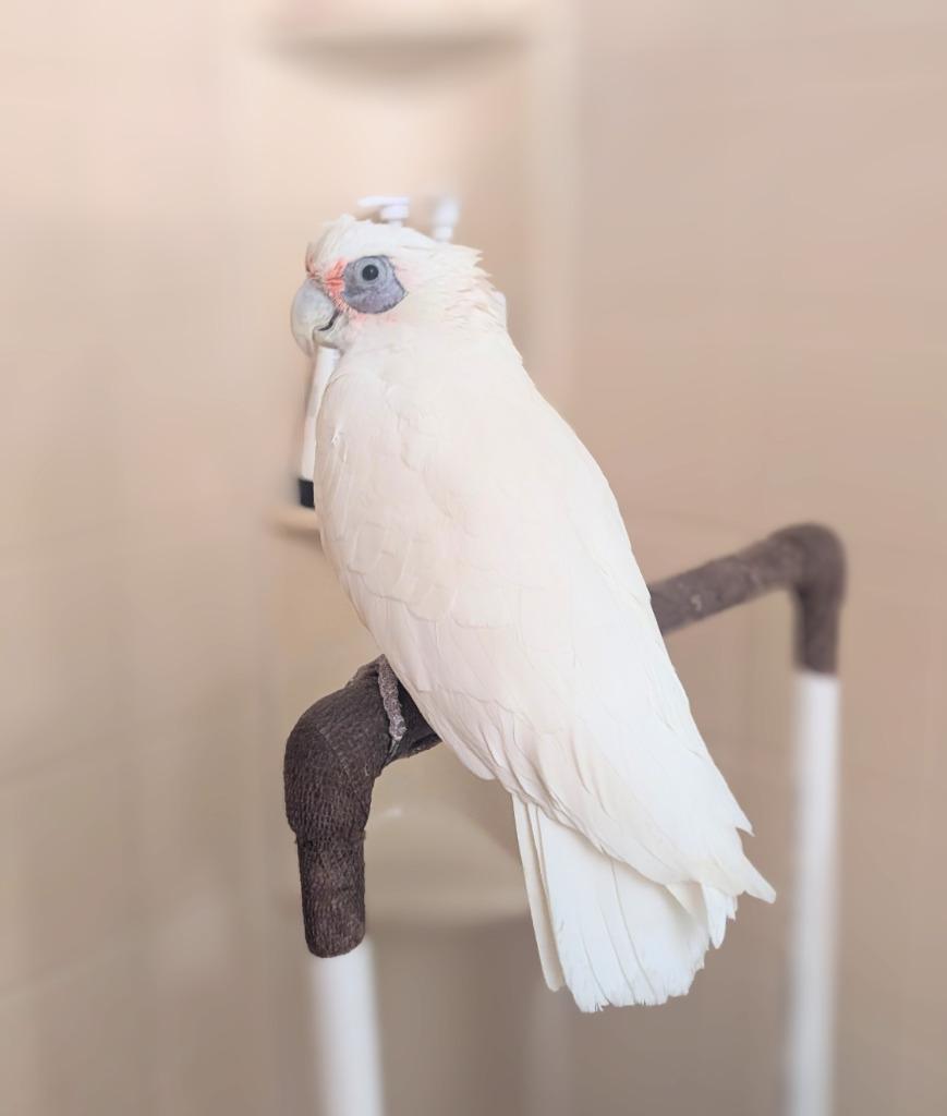 Enlarge Skye, a Adoptable Cockatoo in Ballwin, MO image 2/6