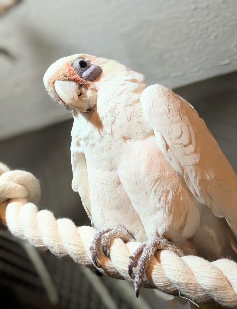 Enlarge Skye, a Adoptable Cockatoo in Ballwin, MO image 4/6