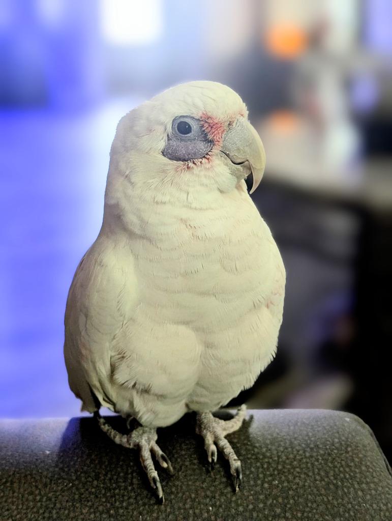Enlarge Skye, a Adoptable Cockatoo in Ballwin, MO image 5/6