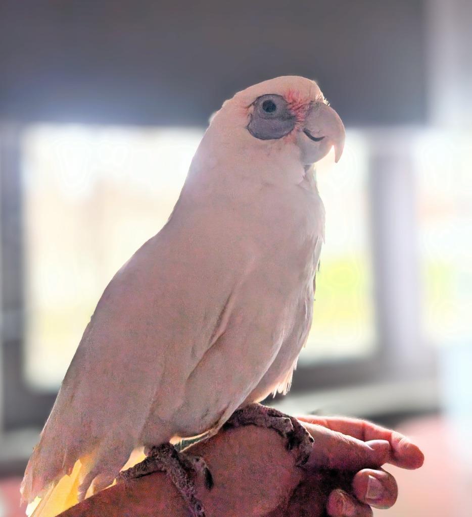 Enlarge Skye, a Adoptable Cockatoo in Ballwin, MO image 5/6