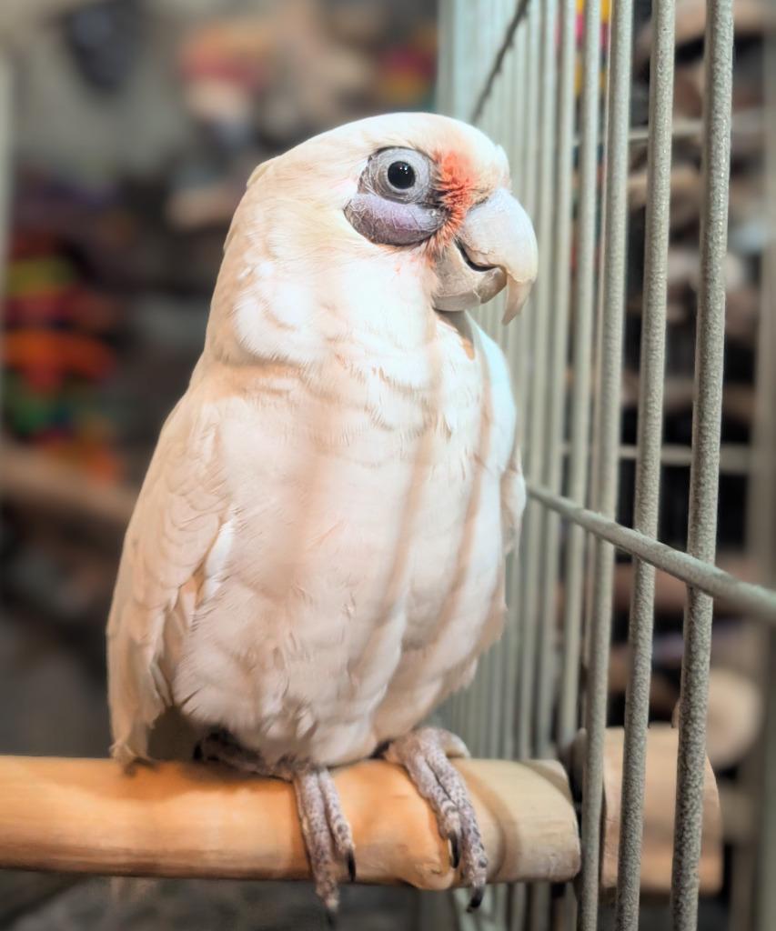 Enlarge Skye, a Adoptable Cockatoo in Ballwin, MO image 6/6