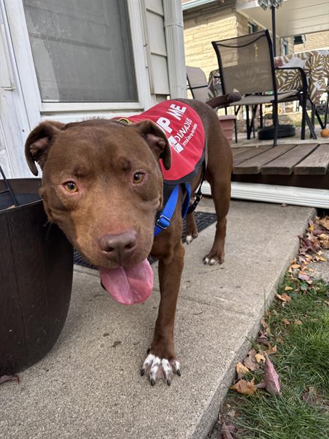 Enlarge FRANCIS, a Adoptable Labrador Retriever in Indianapolis, IN image 1/1