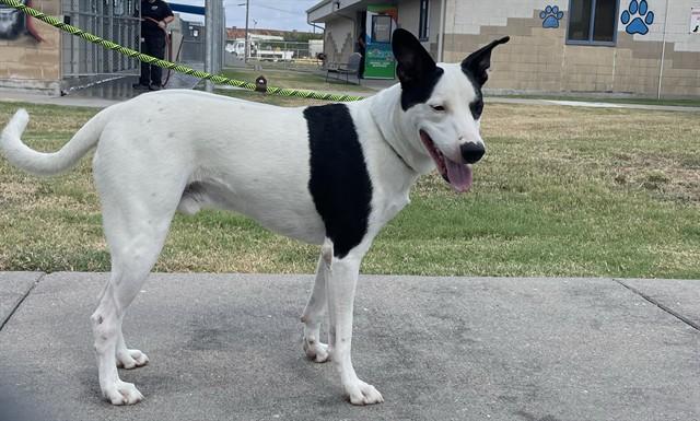 Enlarge DIPPER, a Adoptable Labrador Retriever in Corpus Christi, TX image 1/1