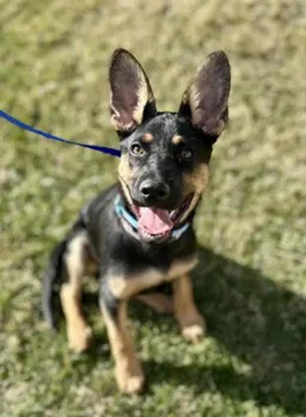 Stella, Adoptable, Puppy Female Shepherd & Rottweiler.