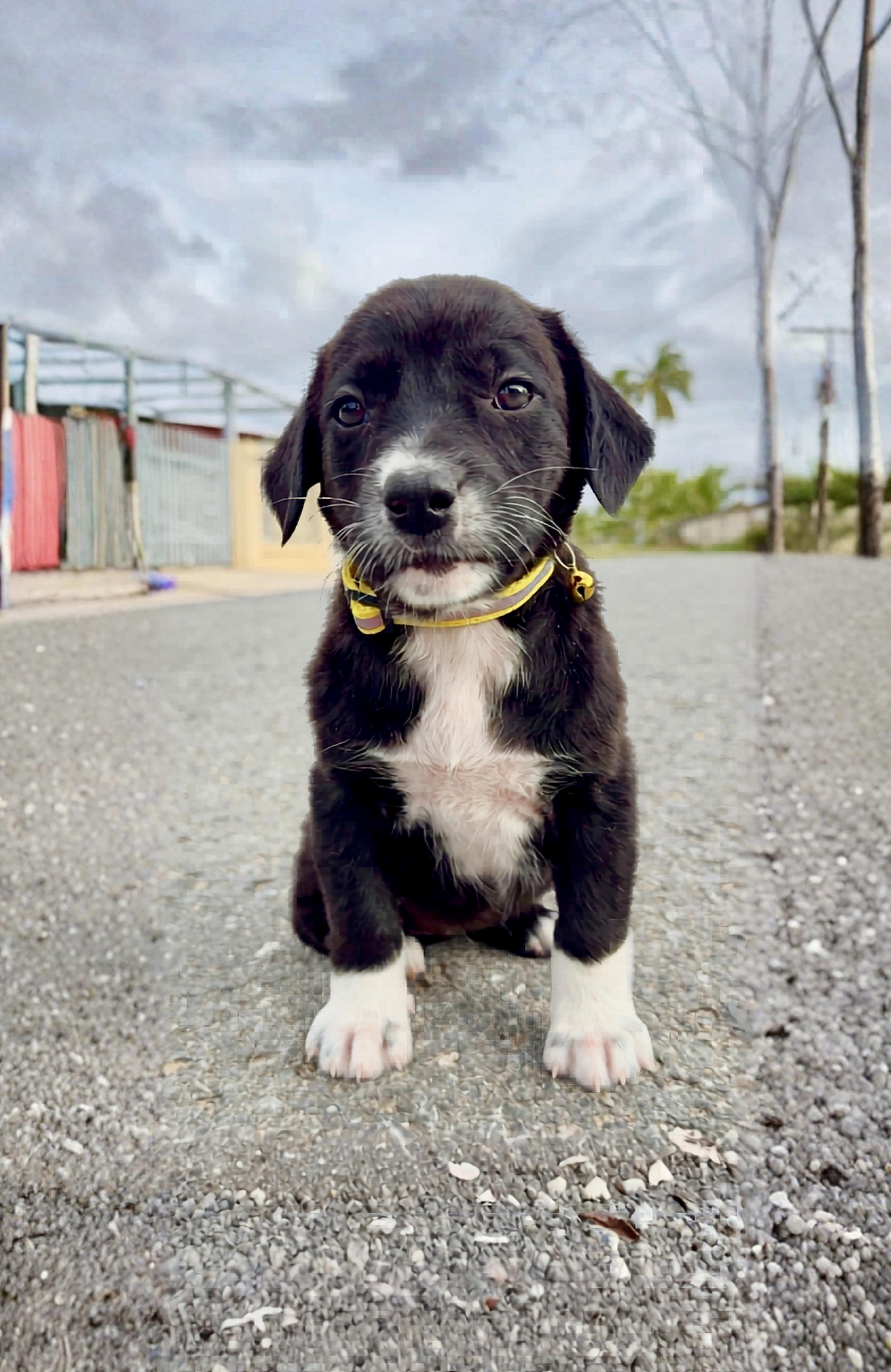 Enlarge Ms. Socks - Loving, Girl Puppy *LOW FEE*, a Adoptable mixed breed in Philadelphia, PA image 3/6